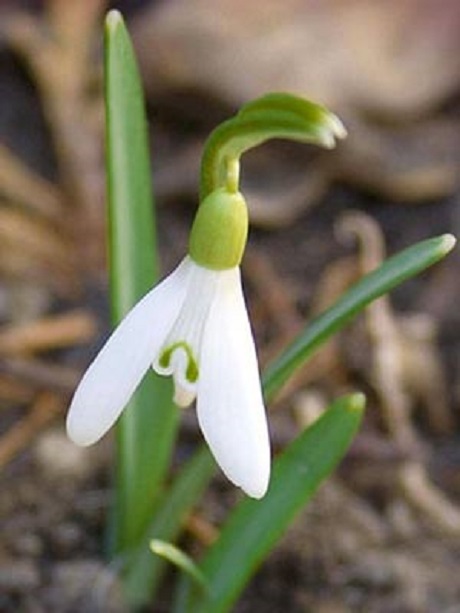 Snowdrop (Giant) Bulbs (Galanthus elwesii)